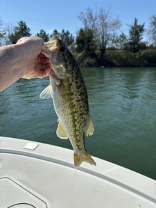 Hartwell Fishing Thrills